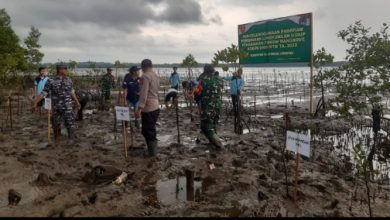 Photo of Danramil Sangkulirang Pimpin Penanaman Mangrove di Tanjung Babi